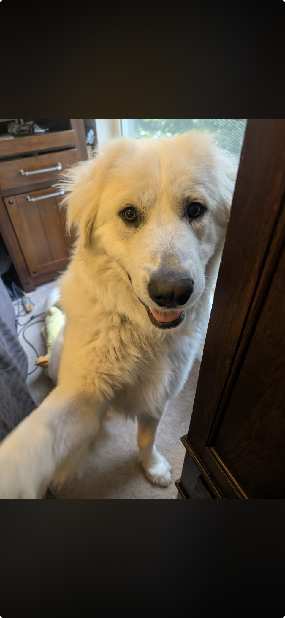 JJ Bear